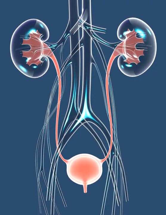 Ilustrácie zdravého mužského zdravia